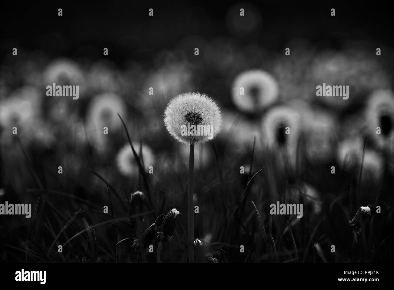 Dandelion seeds in silhouette Black and White Stock Photos & Images - Alamy