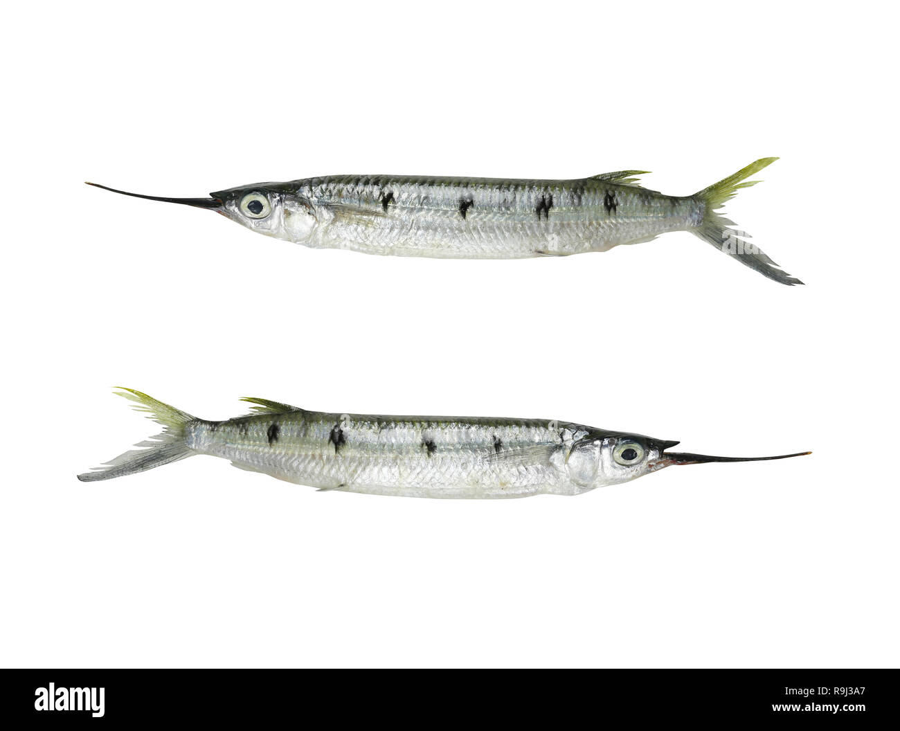 Tropics freshness Needlefish isolated on white background and have clipping paths to easy design in your work. Stock Photo