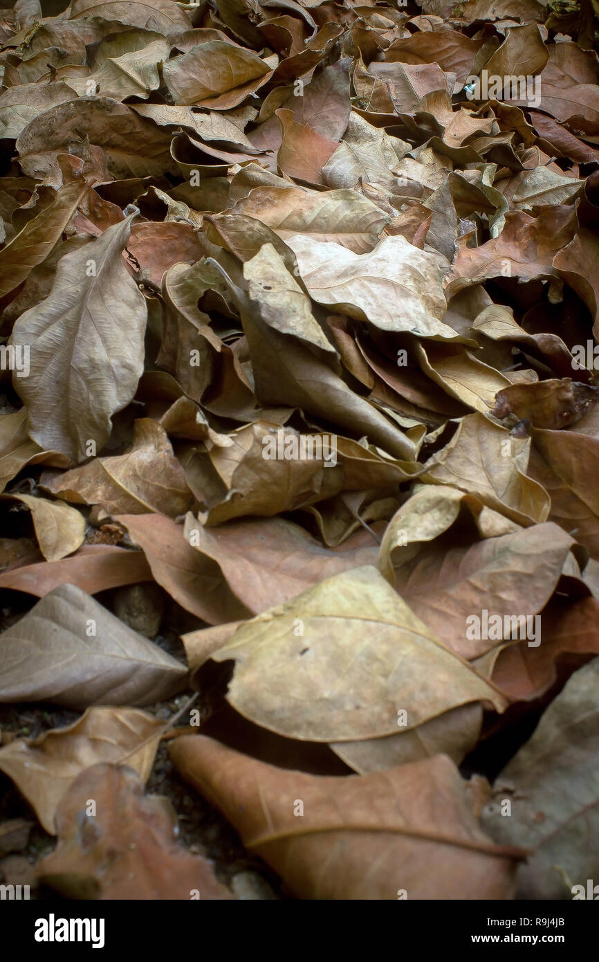 dry leaf litter collected ready to be dumped into landfills Stock Photo