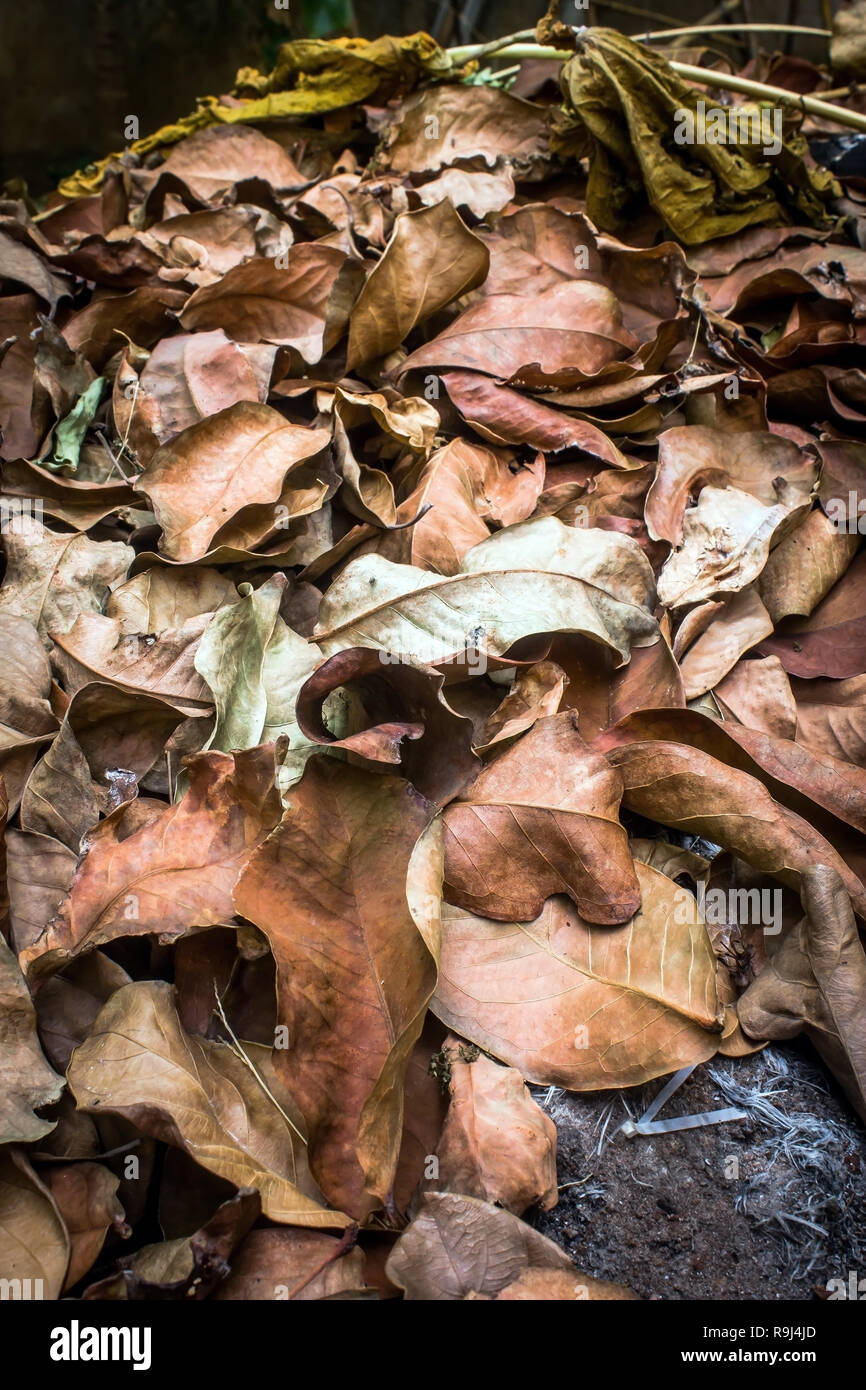 dry leaf litter collected ready to be dumped into landfills Stock Photo