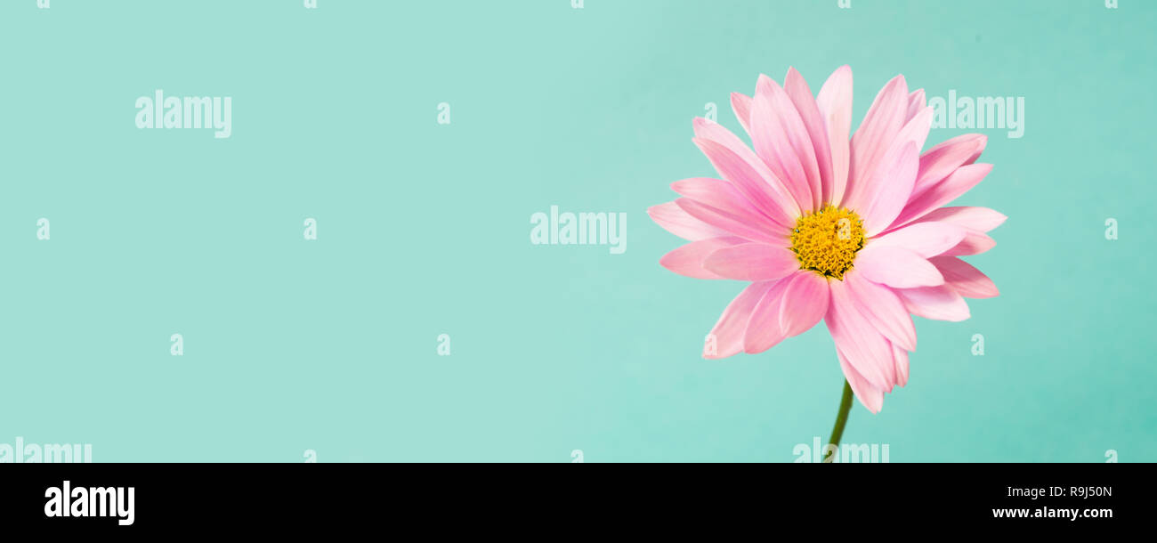 Pink pyrethrum flowers on blue background. Pink daisy. Copy space. Stock Photo