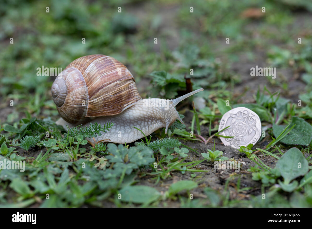 Roman Snail; Helix pomatia Surry; UK Stock Photo