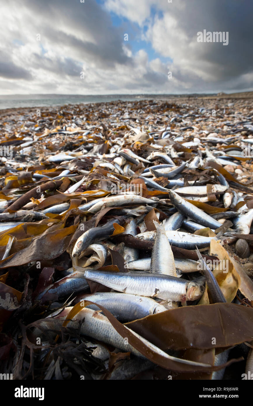 Sardines; Sardina pichardus Dead Washed up on Marazion Beach; Cornwall; UK Stock Photo