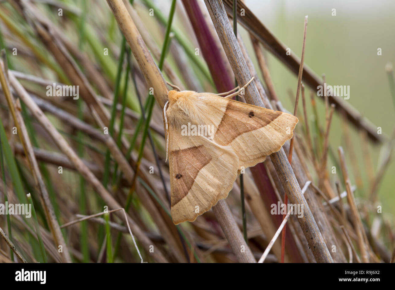 Scalloped Oak Moth; Crocallis elinguaria Cornwall; UK Stock Photo