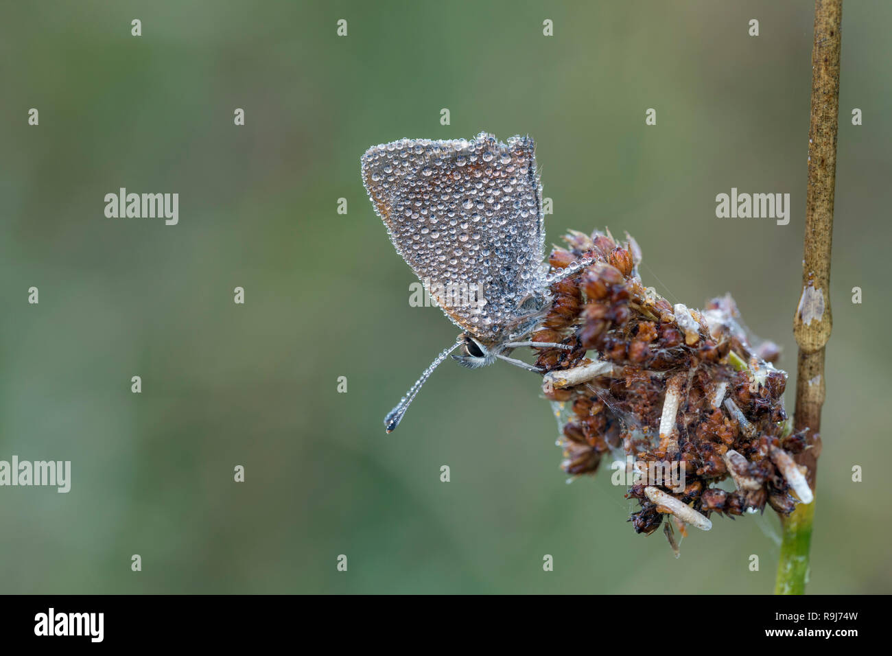 Small Copper; Lycaena phlaeas Single in Dew Cornwall; UK Stock Photo