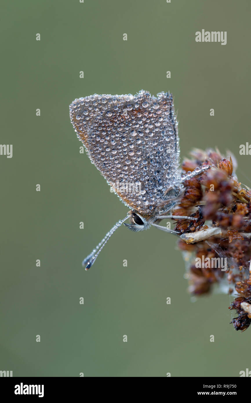 Small Copper; Lycaena phlaeas Single in  Dew Cornwall; UK Stock Photo