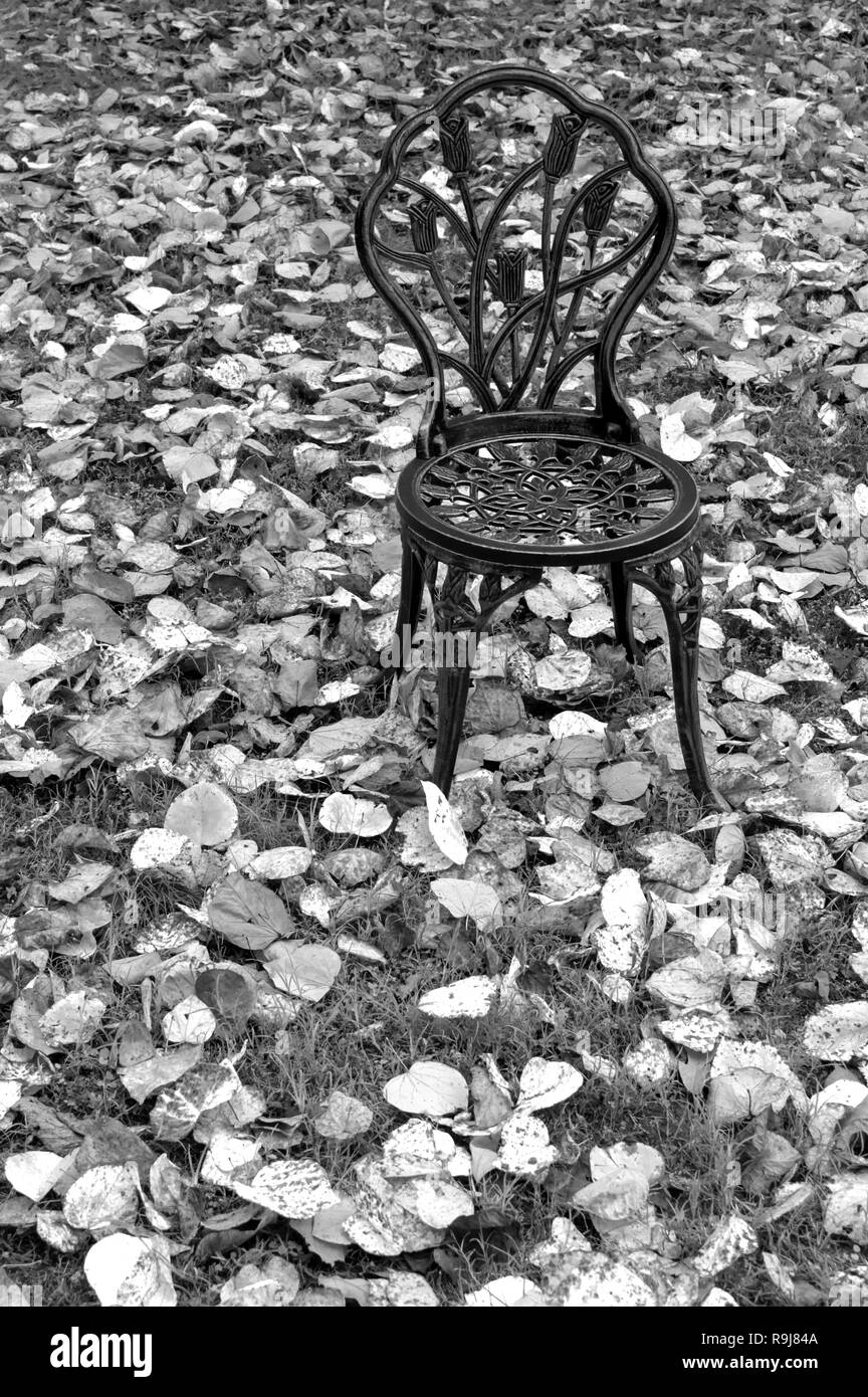 A single chair sits amongst leaves in this black and white portrait. Stock Photo