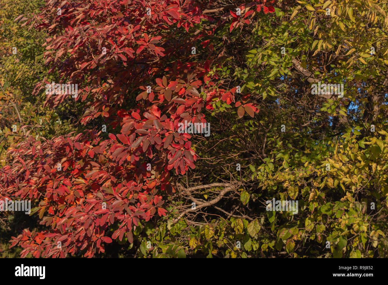 Fall leaves make a pretty background or texture. Stock Photo