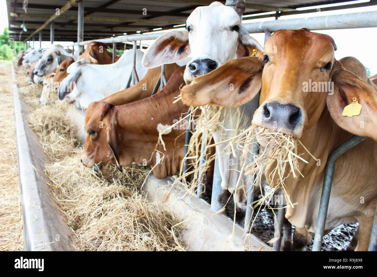 Thailand cow hires stock photography and images Alamy