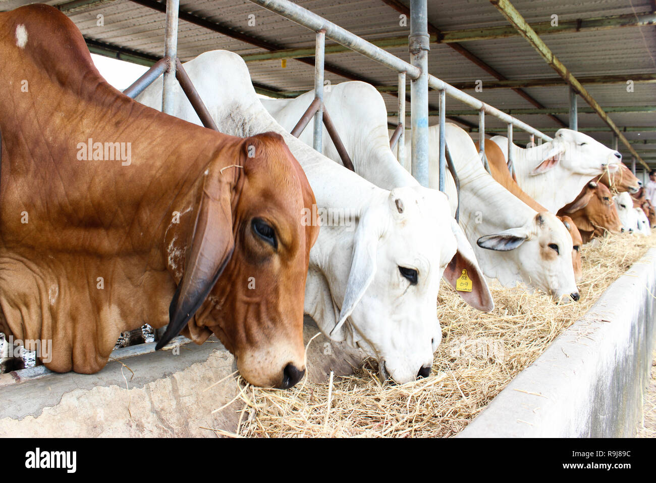 Dairy Cow Farming in Thailand Stock Photo Alamy
