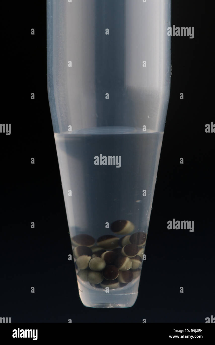 Xenopus eggs for scientific purposes in an Eppendorf tube Stock Photo
