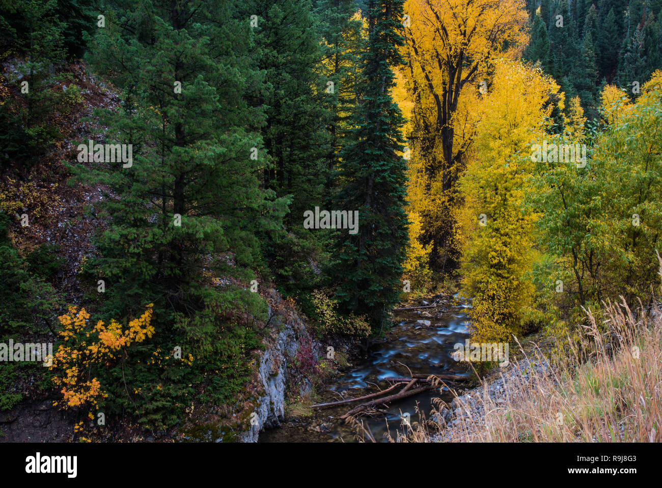 Maples leaves waterfall hi-res stock photography and images - Alamy