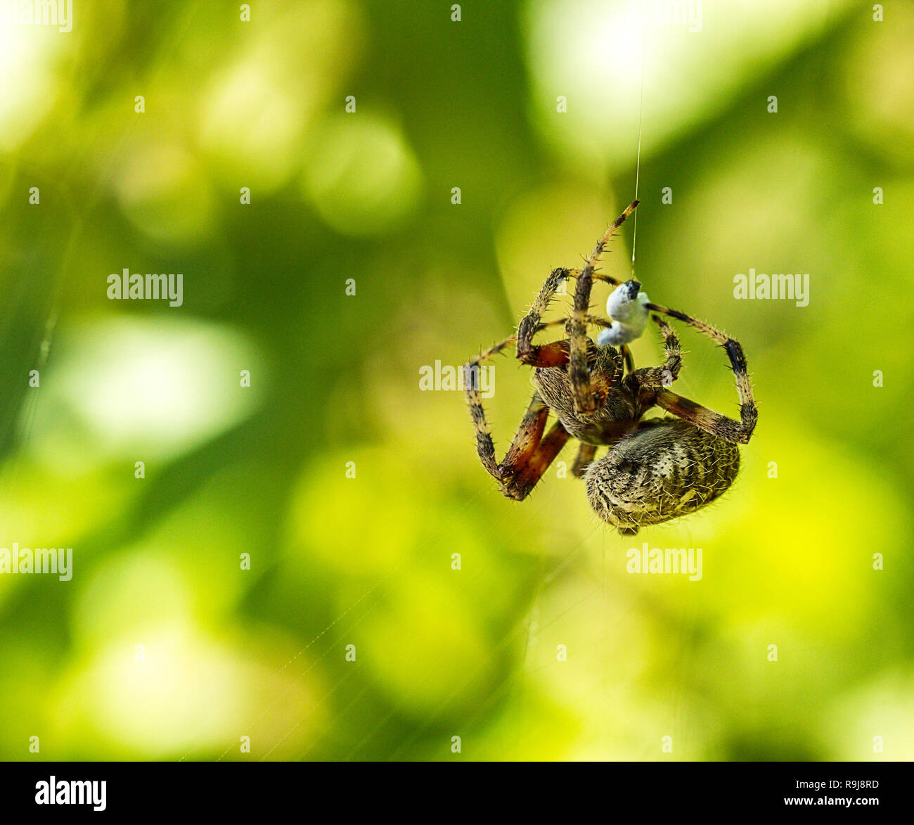 Garden Orb Weaver Spider Spinning His Web Stock Photo 229668753