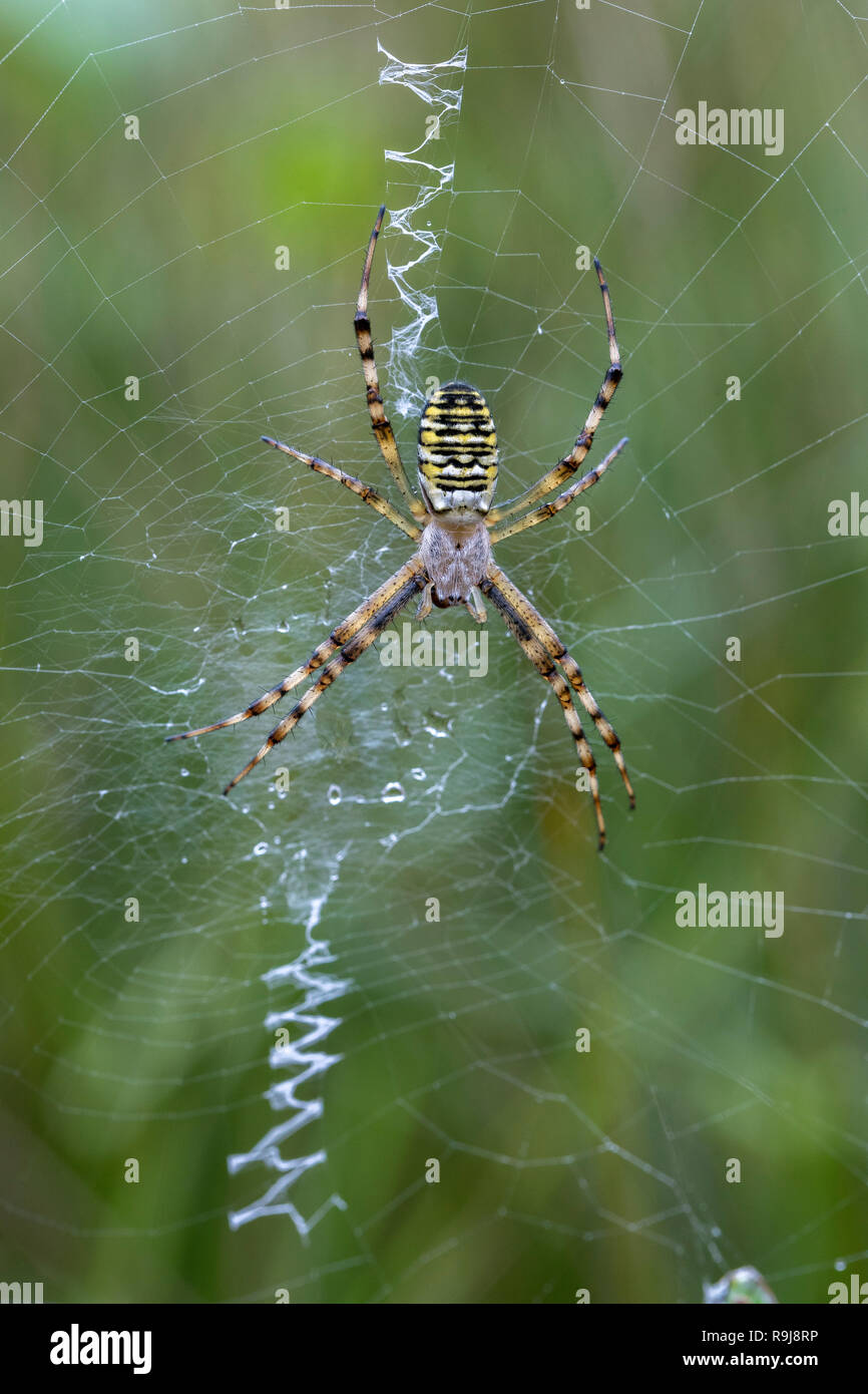 Wasp Spider; Argiope bruennichi Single on Web with Stabilimentum Cornwall; UK Stock Photo
