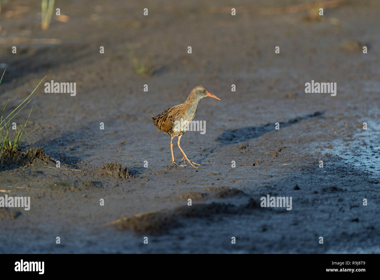 Water Rail; Rallus aquaticus Isles of Scilly; UK Stock Photo