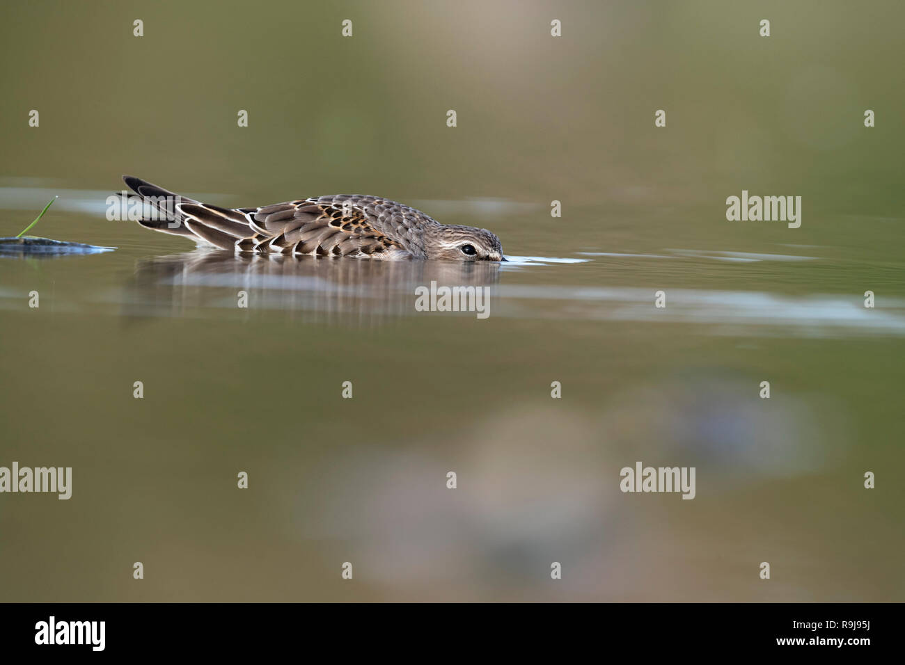 White Rumped Sandpiper; Calidris fuscicollis Single; Immature Cowering Isles of Scilly; UK Stock Photo