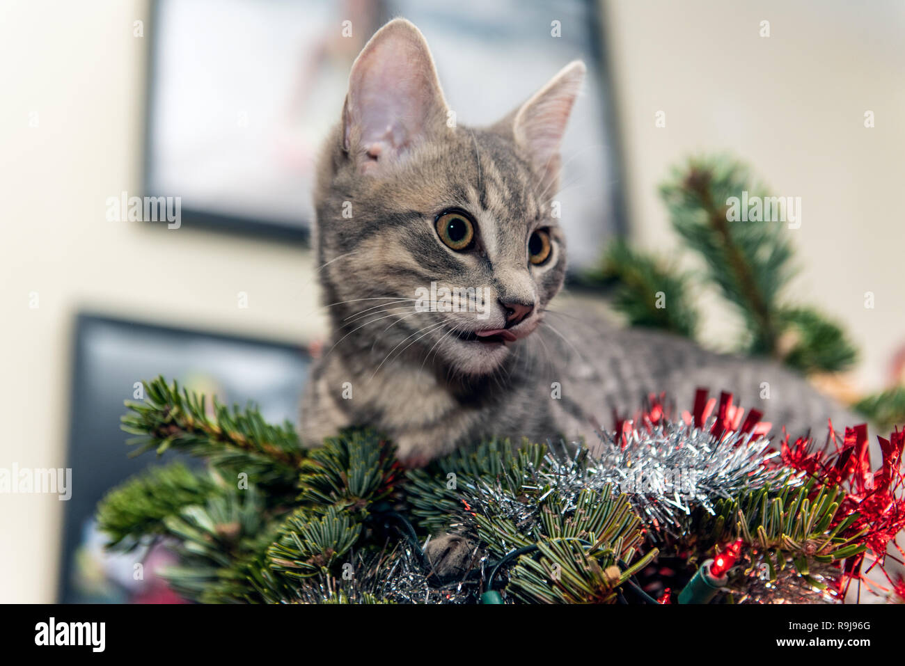 Naughty cat christmas hi res stock photography and images Alamy