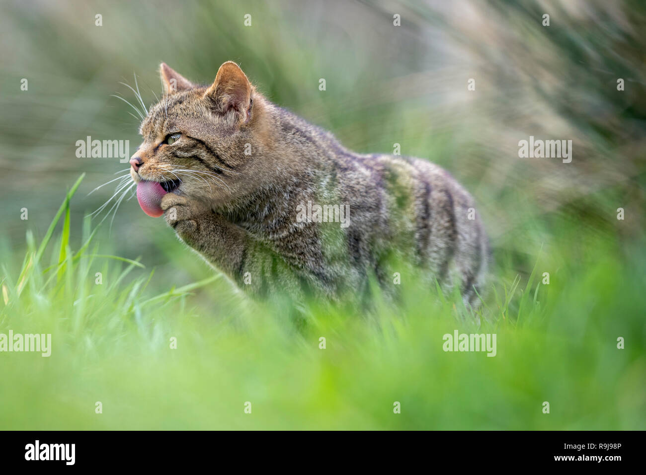 Wildcat; Felis silvestris Single Licking Paw UK Stock Photo
