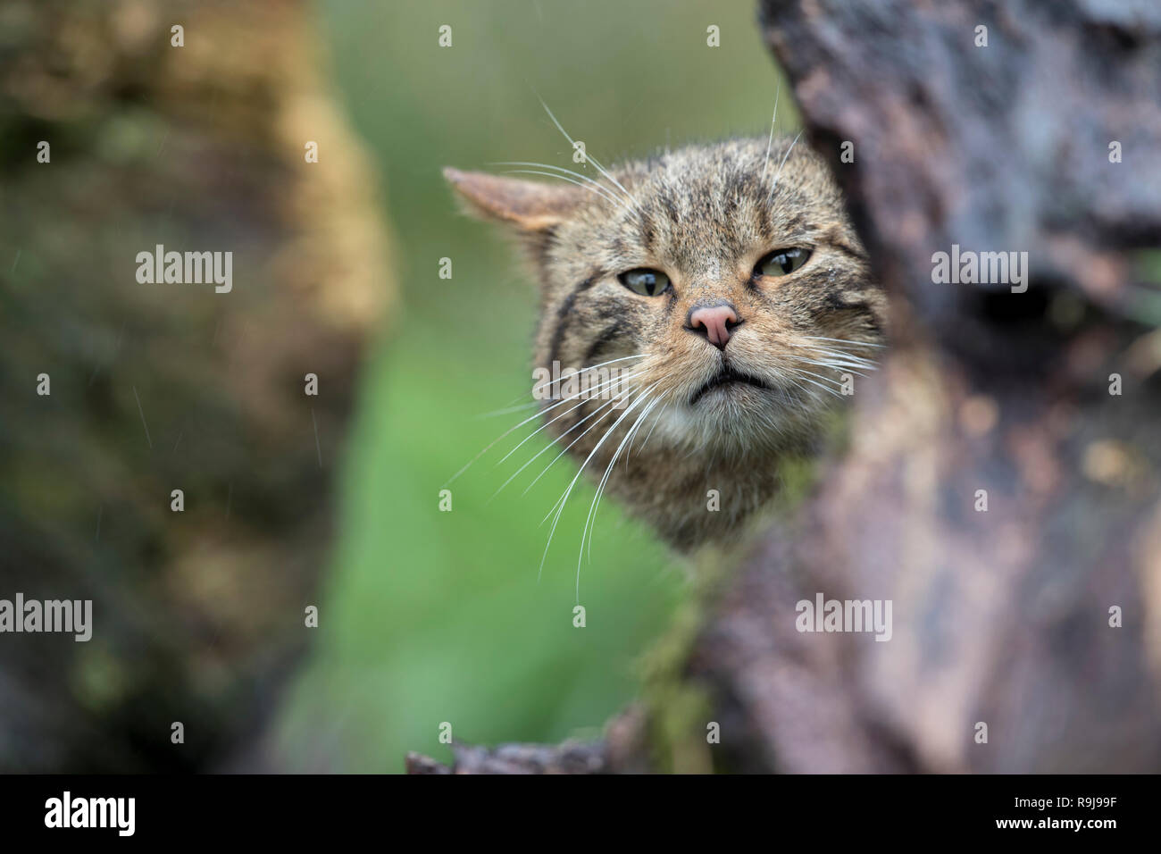 Wildcat; Felis silvestris Single; Behind Log UK Stock Photo
