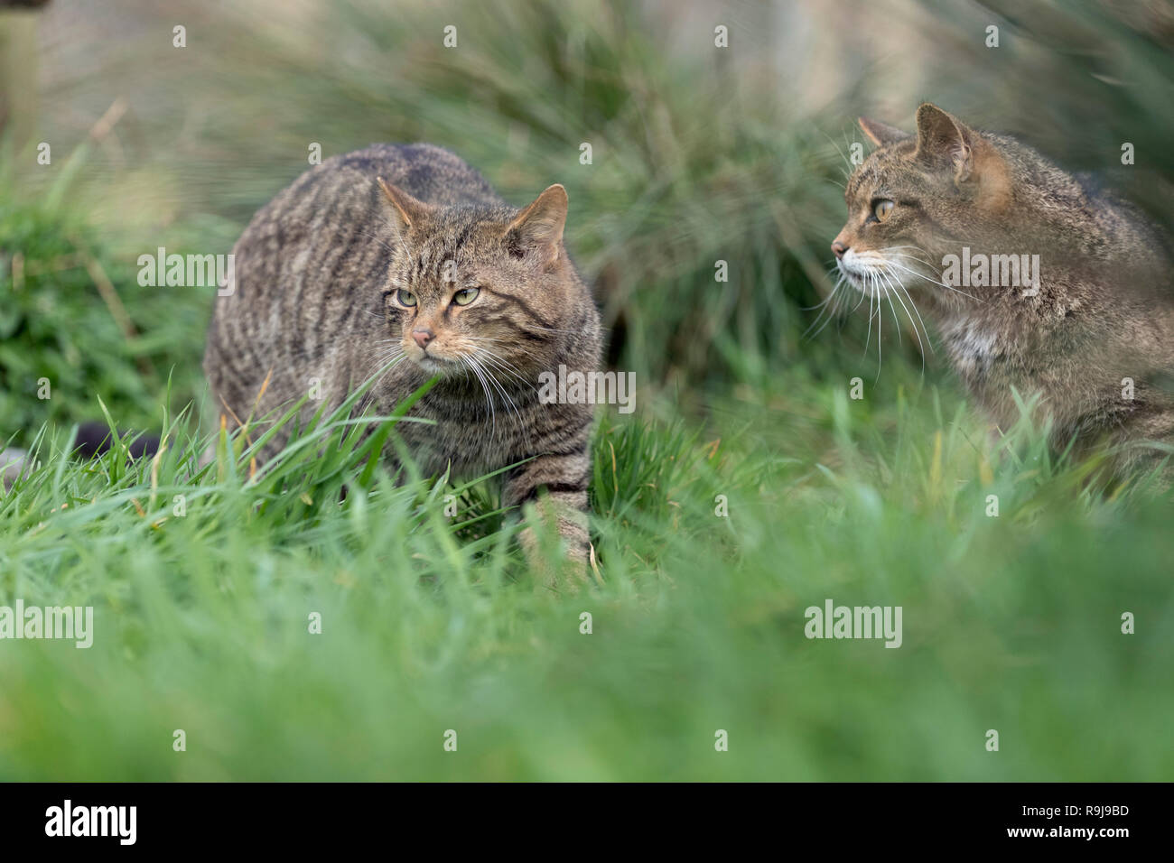 Wildcat; Felis silvestris; Two UK Stock Photo