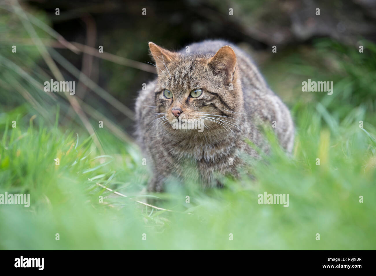 Wildcat; Felis silvestris Single Crouching UK Stock Photo
