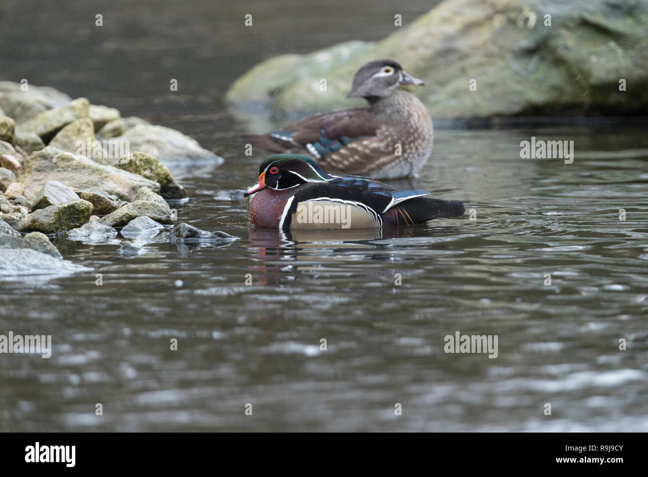 Wood Duck; Aix sponsa Pair; Lancashire; UK Stock Photo