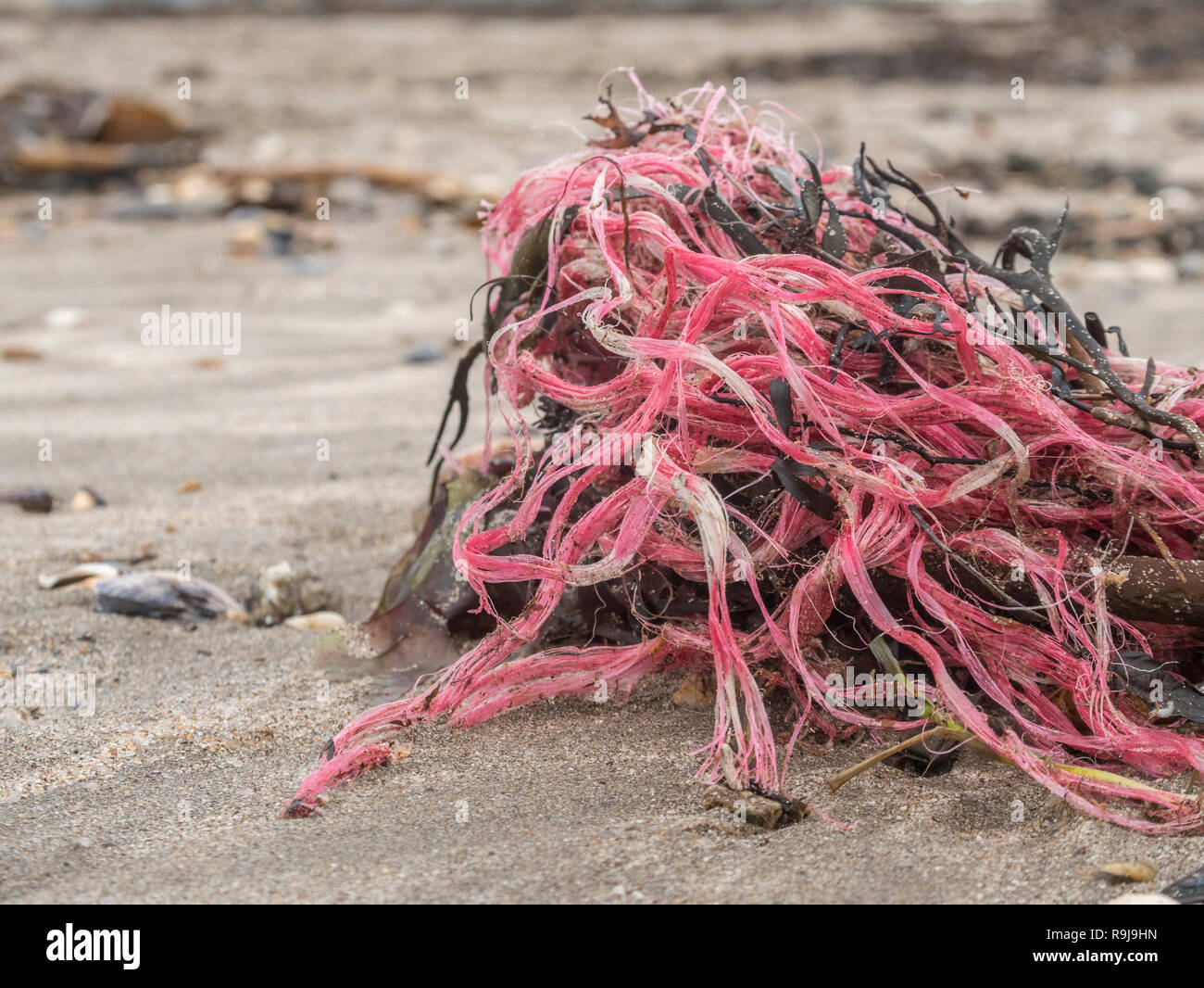 Ocean Pollution Ropes Polyester plastic rope / twine washed up on shore & polluting the ...