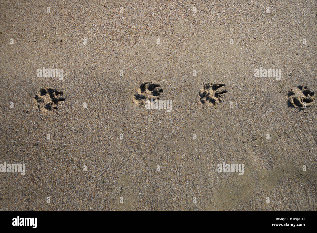 traces of paws and hands on the sand. dog tracks, human tracks Stock Photo
