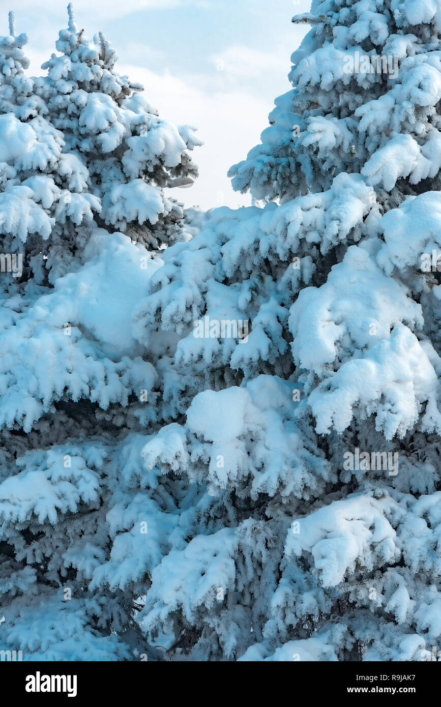 Fir tree covered in snow on beautiful sunny winter day Stock Photo
