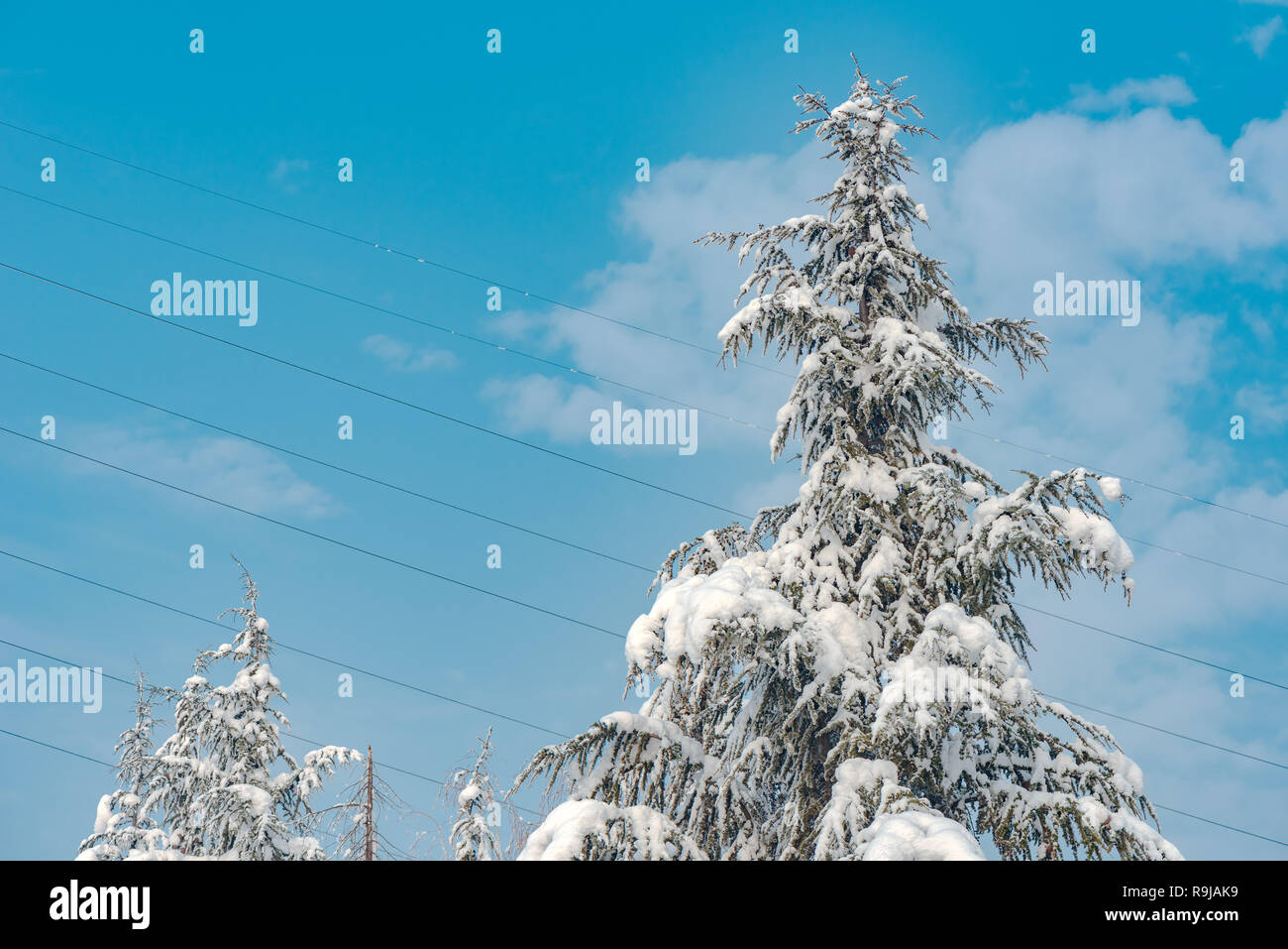 Fir tree covered in snow on beautiful sunny winter day Stock Photo