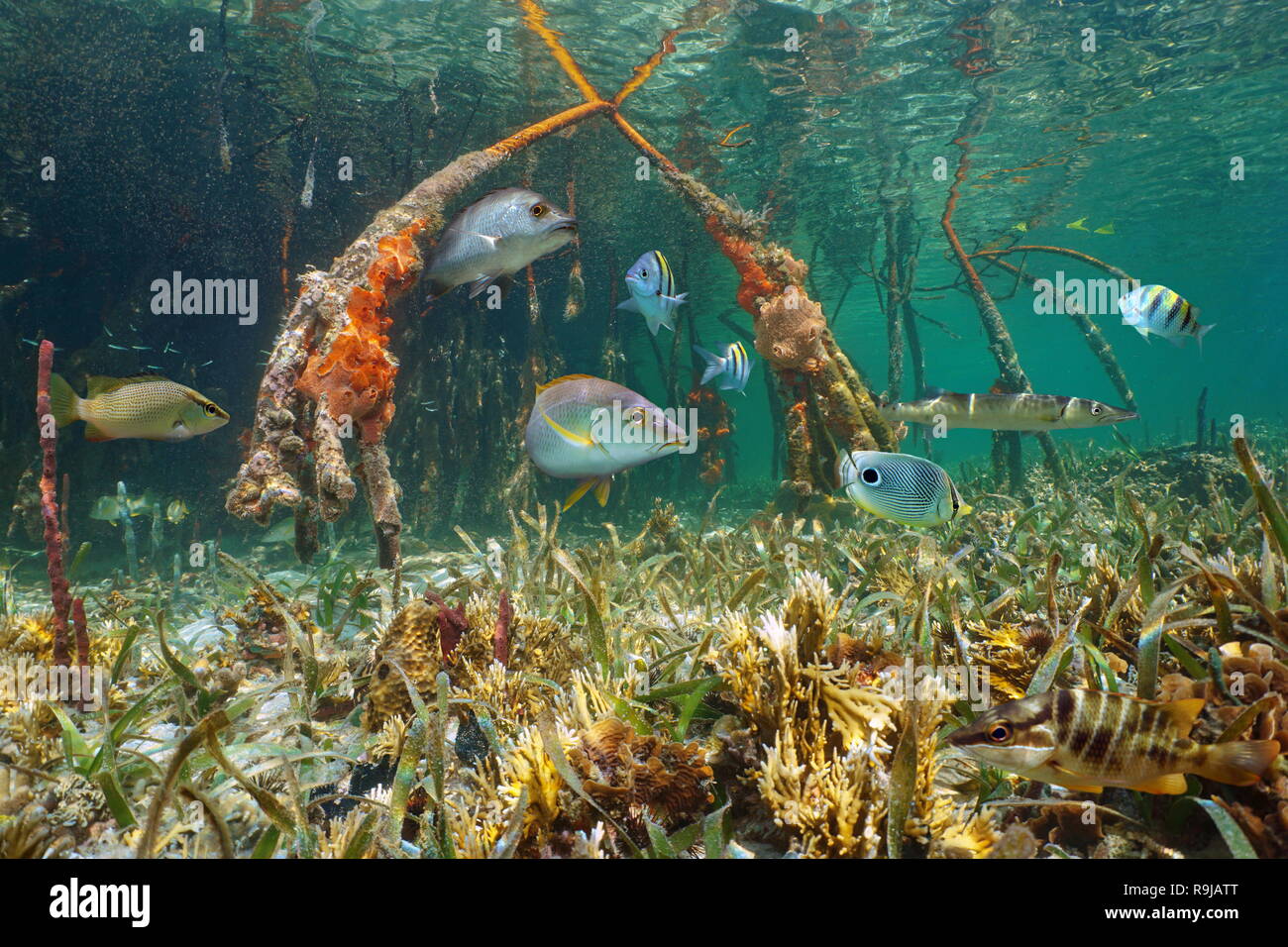 Fishes underwater in the mangrove roots in the Caribbean sea, Panama, Central America Stock Photo
