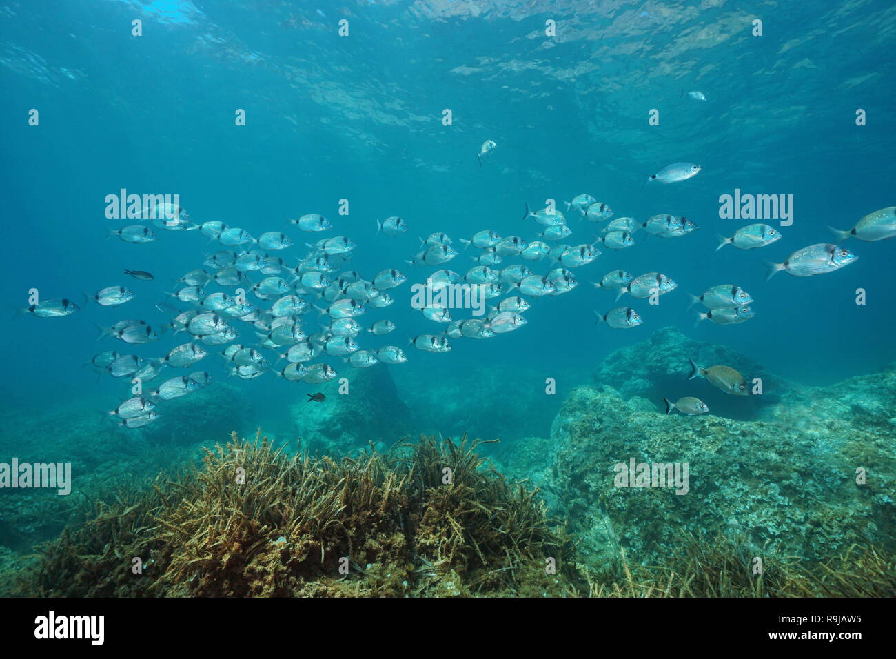 A school of fish underwater in the Mediterranean sea (two banded seabream Diplodus vulgaris), Begur, Catalonia, Costa Brava, Spain Stock Photo