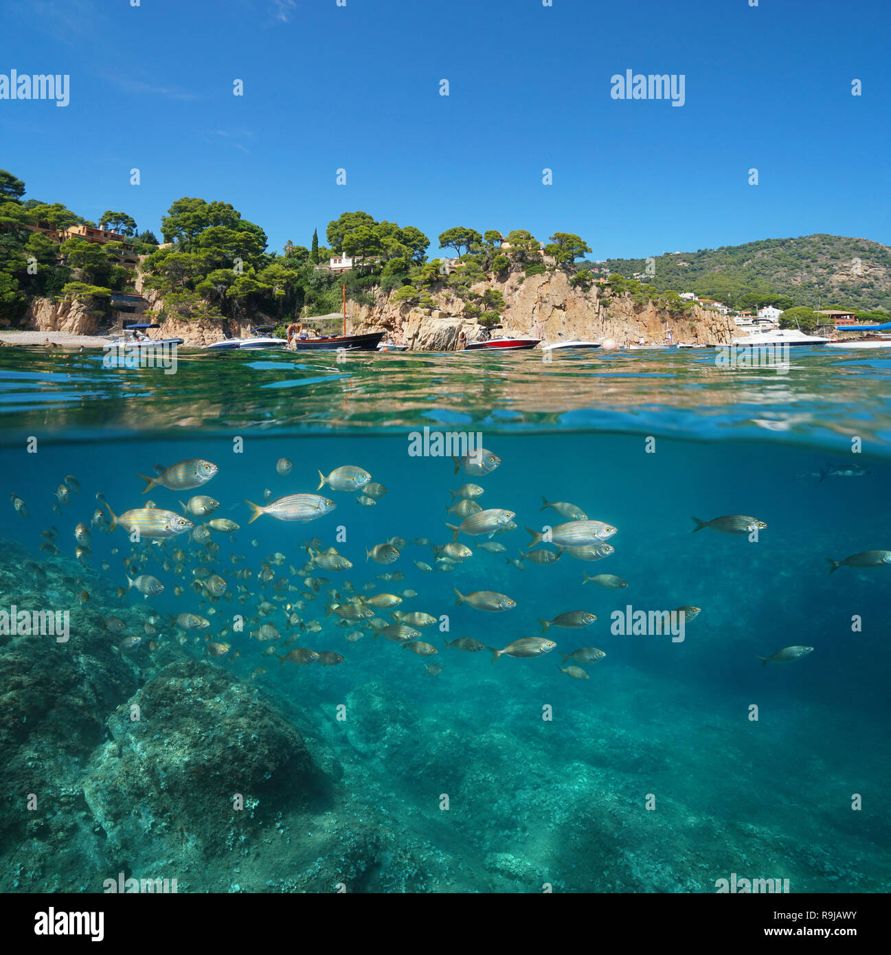 Mediterranean sea split view seagrass underwater Stock Photo by