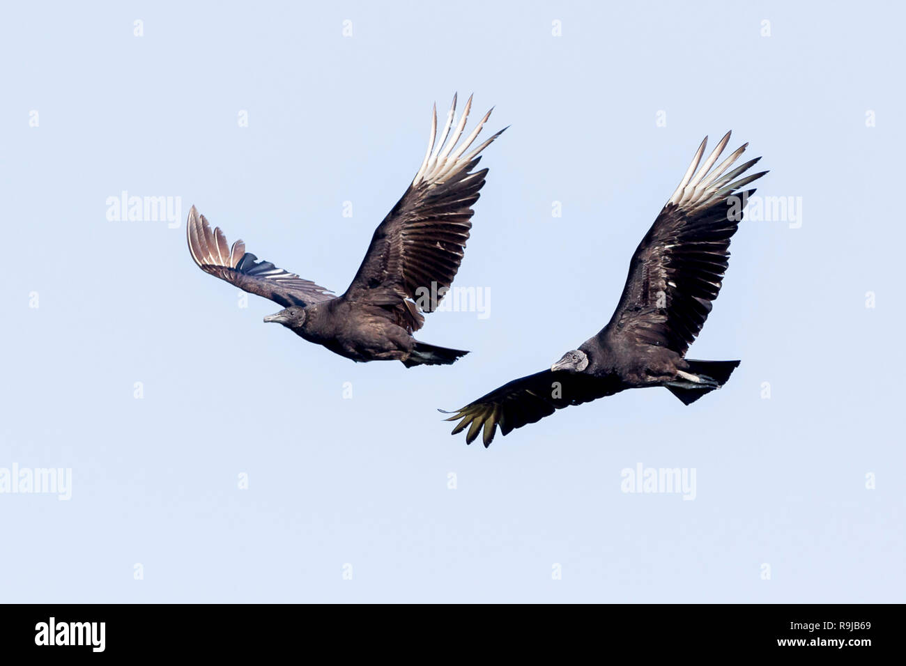 Two adult Black vultures in flight, Evergladea, Florida, United States