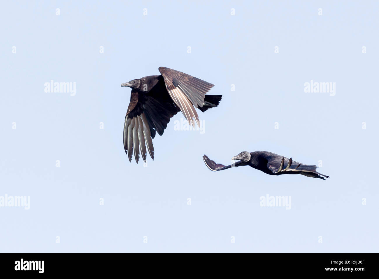 Two adult Black vultures in flight, Evergladea, Florida, United States