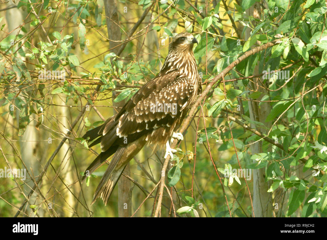 The black kite prey bird species of india Stock Photo Alamy