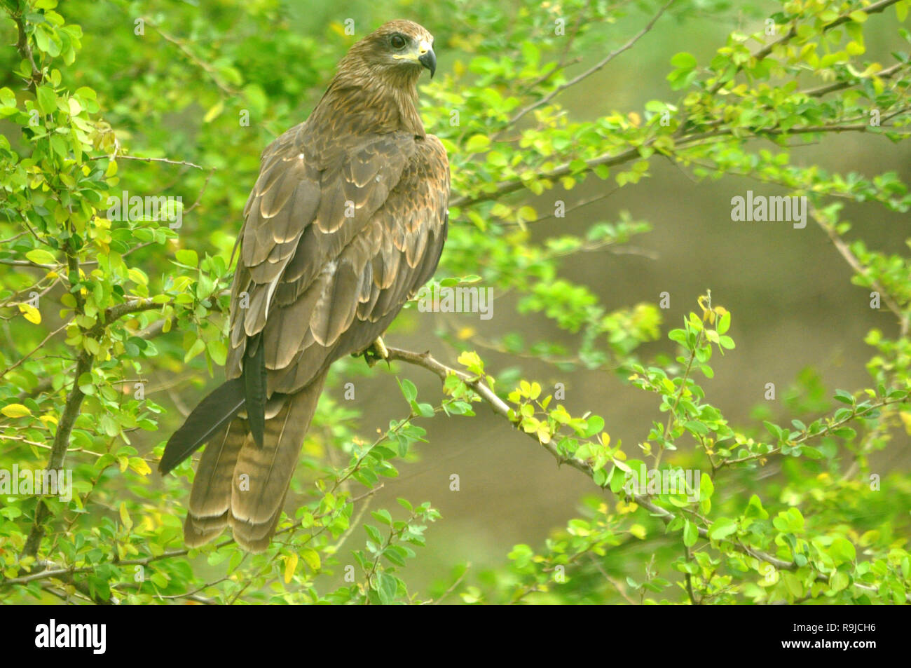 The black kite prey bird species of india Stock Photo Alamy