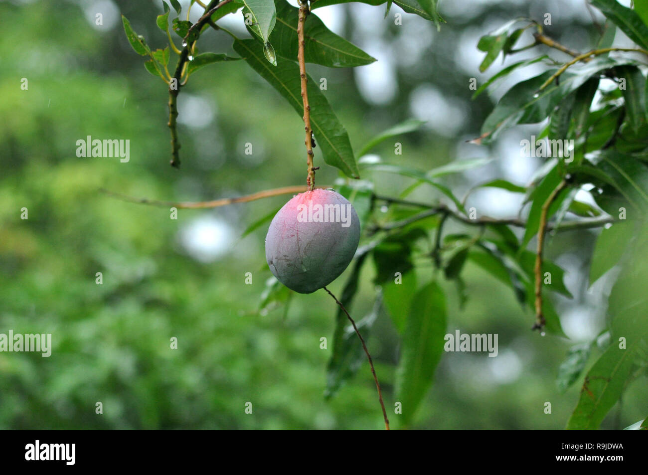 The indian fruit Purple mango on branch Stock Photo