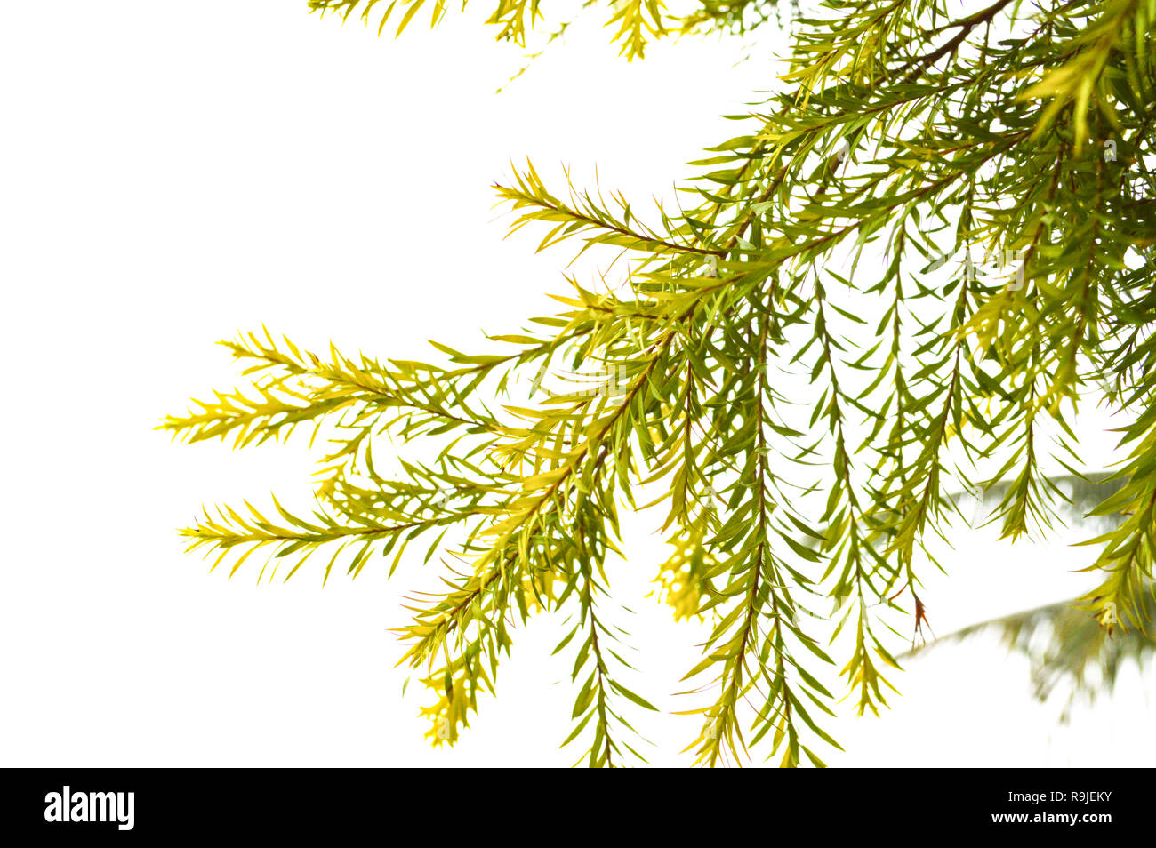 pine leaf isolated on white background / Chamaecyparis pisifera - Dacrydium elatum Pine family Stock Photo
