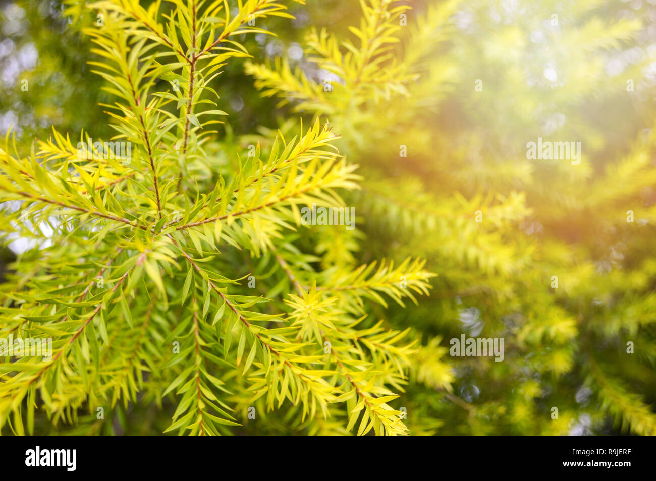 Close up pine green leaf on summer or Chamaecyparis pisifera - Dacrydium elatum Pine family Stock Photo
