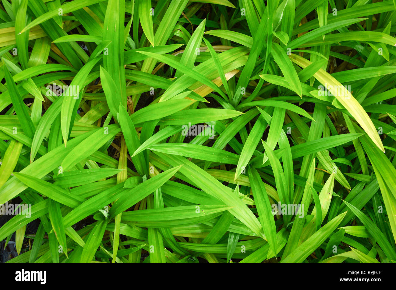 pandanus leaf green pandan leaves growing in the garden background