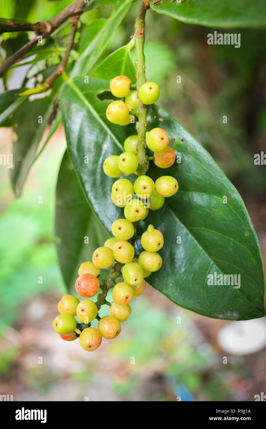 Green Berry Fruit Green Berry Fruit