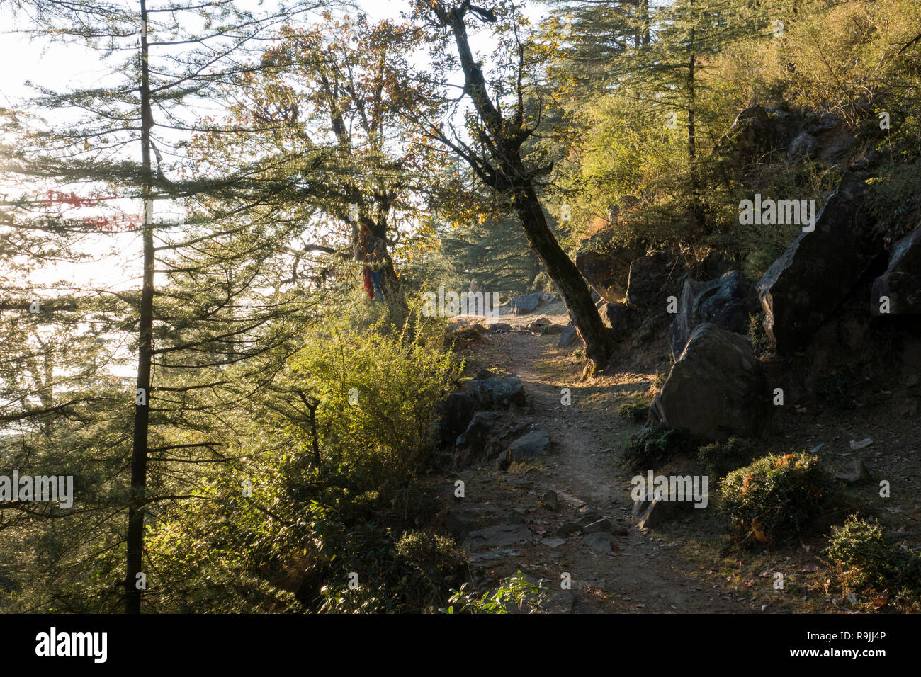 Trail through the forest in Dharamkot, Himachal Pradesh, India Stock Photo