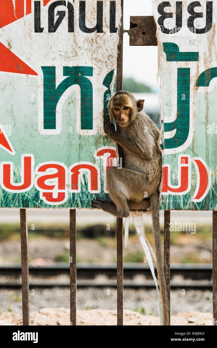 Monkeys of Lopburi Stock Photo
