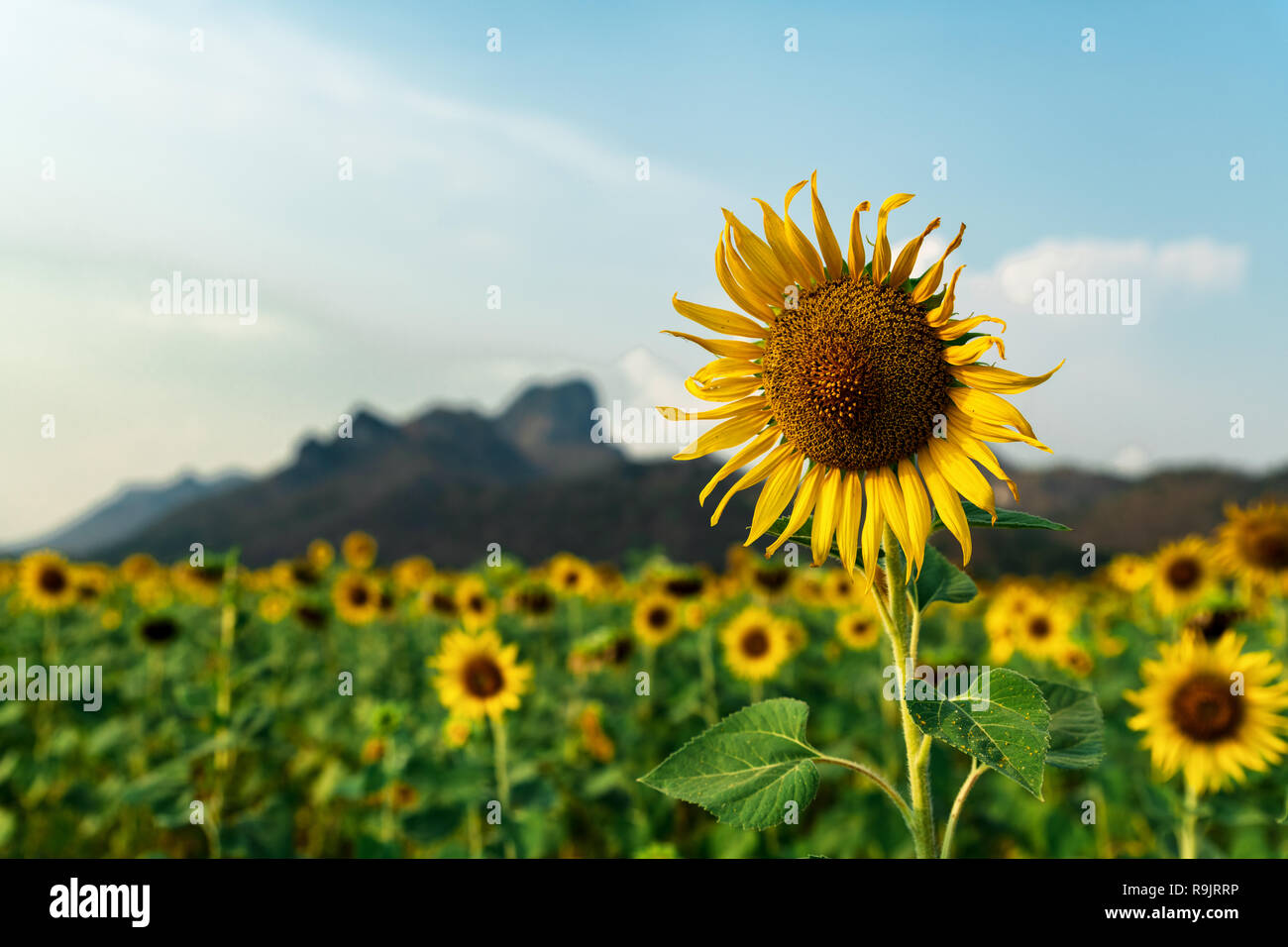 Lopburi Sunflowers Stock Photo
