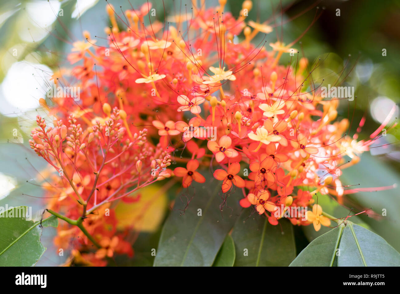Orange flower spike hi-res stock photography and images - Alamy