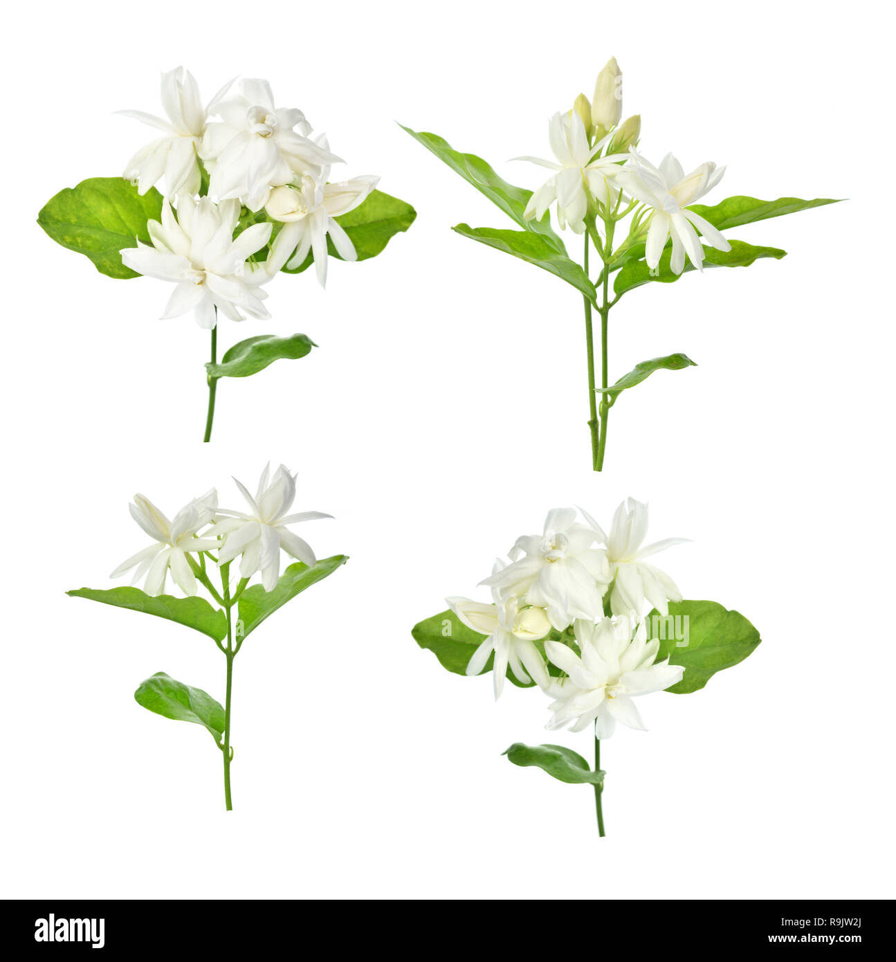 Jasmine isolated on white background Stock Photo - Alamy