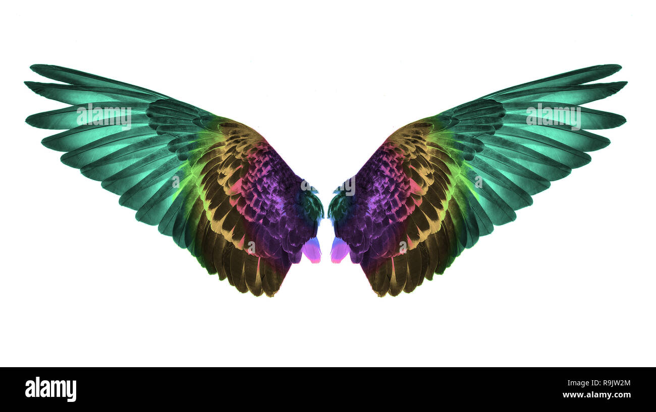 wing isolated on white background Stock Photo - Alamy