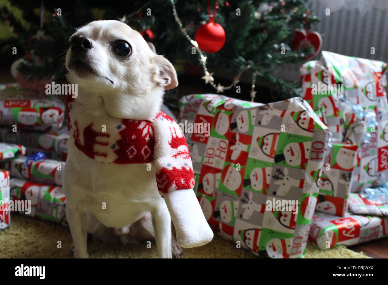 Dog in scarf enjoying Christmas presents. Stock Photo