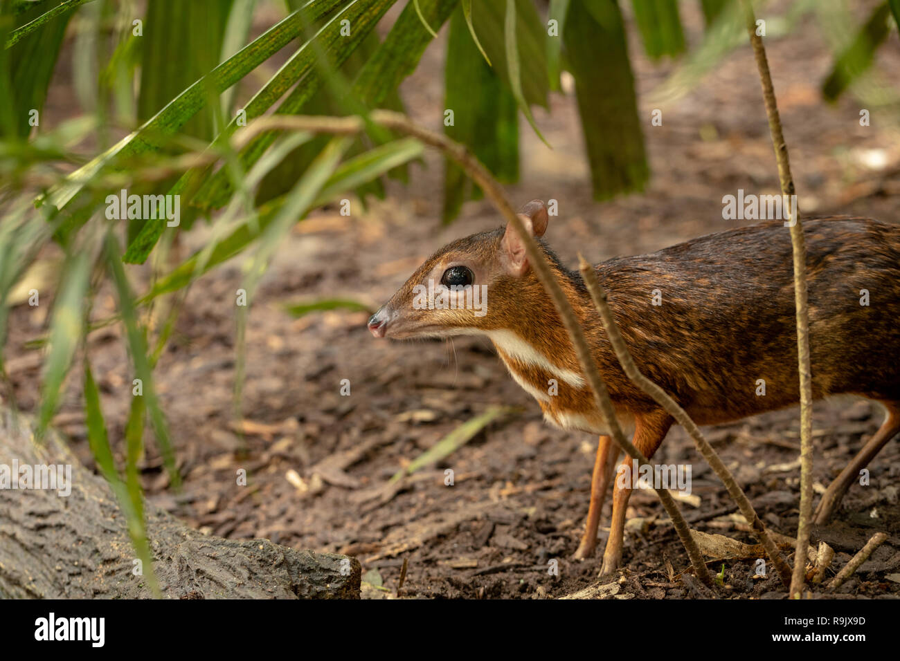 Lesser mousedeer, or mouse-deer, Tragulus kanchil standing in bushes Stock Photo